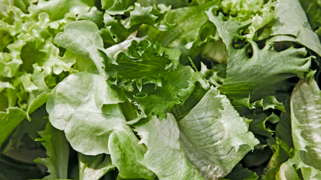 favorite salads close up photo. 